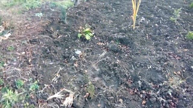 клумба 10м в диаметре