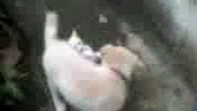 cat vs dog gato contra perro смотреть онлайн