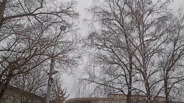 Свиристели (21.11.23) смотреть онлайн