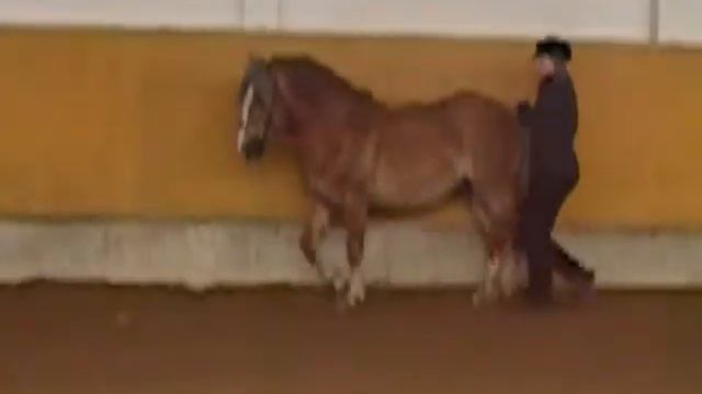 Mr  Mir Langer Zügel Trab   Schulterherein 2006