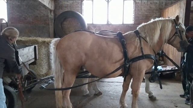 Как быстро запрячь пару в европейскую упряжь смотреть онлайн