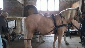 Как быстро запрячь пару в европейскую упряжь