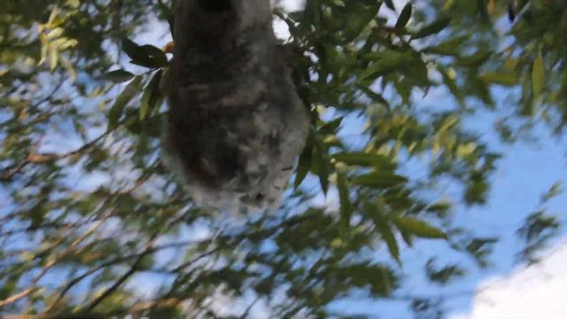 гнездо синицы-ремеза на р.Уда в Бурятии смотреть онлайн