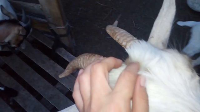 Про нашу старую козу смотреть онлайн