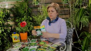 Цветная капуста ✅ Обзор сортов ✅ Выбираем лучшие семена с хитсад.