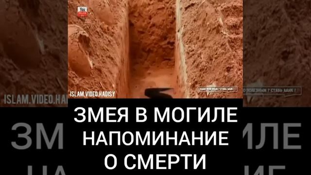 Змея в могиле напоминание о смерти