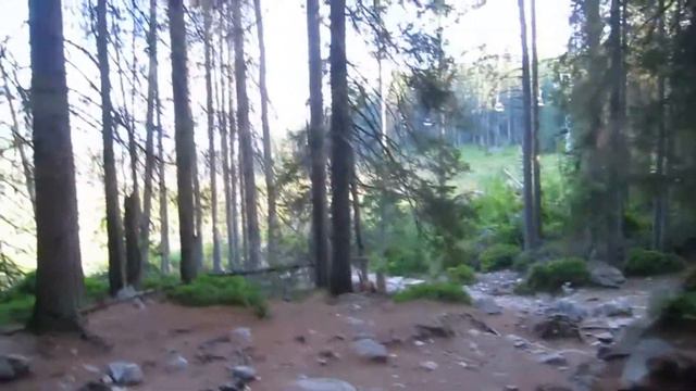 Высокие Татры. Лес в национальном парке, черника, белка смотреть онлайн