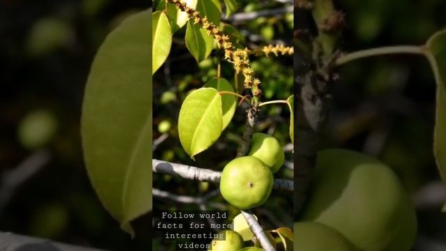 Most poisonous tree in the world ! manchineel смотреть онлайн