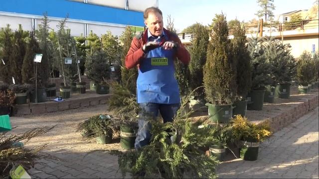 January Companion Plants - Mint Julep Juniper смотреть онлайн