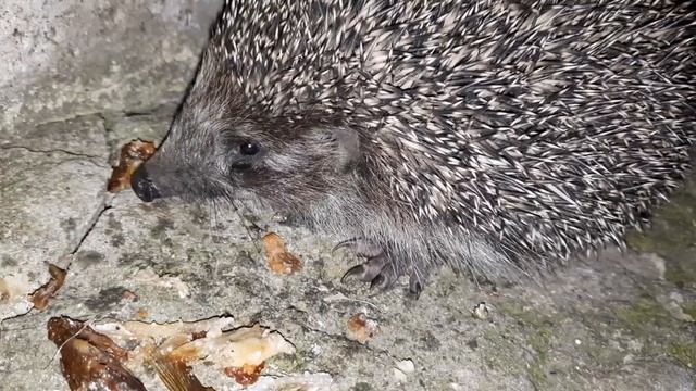 Недовольный ёжик ...пыхтит и рычит смотреть онлайн