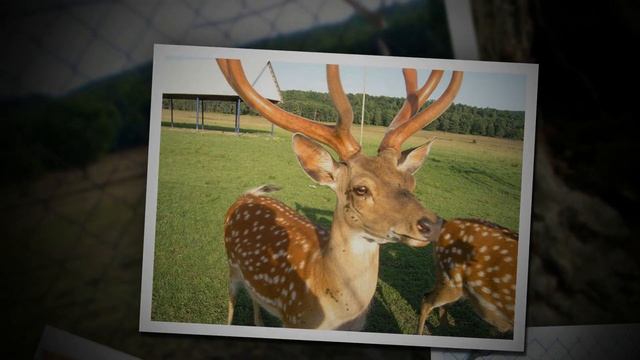 ФЕРМА БУЙВОЛОВ И НЕ ТОЛЬКО (Water buffalo farm. Zakarpattya Region of Ukraine) смотреть онлайн