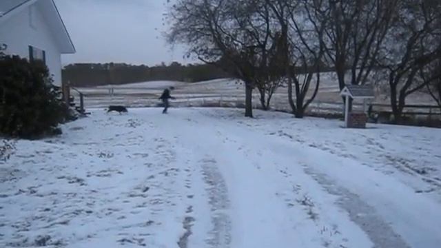 David Getting Chased by Tramp смотреть онлайн