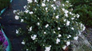 Роза Аспирин, бесконечное цветение.Короткая обрезка почвопокровной розы.