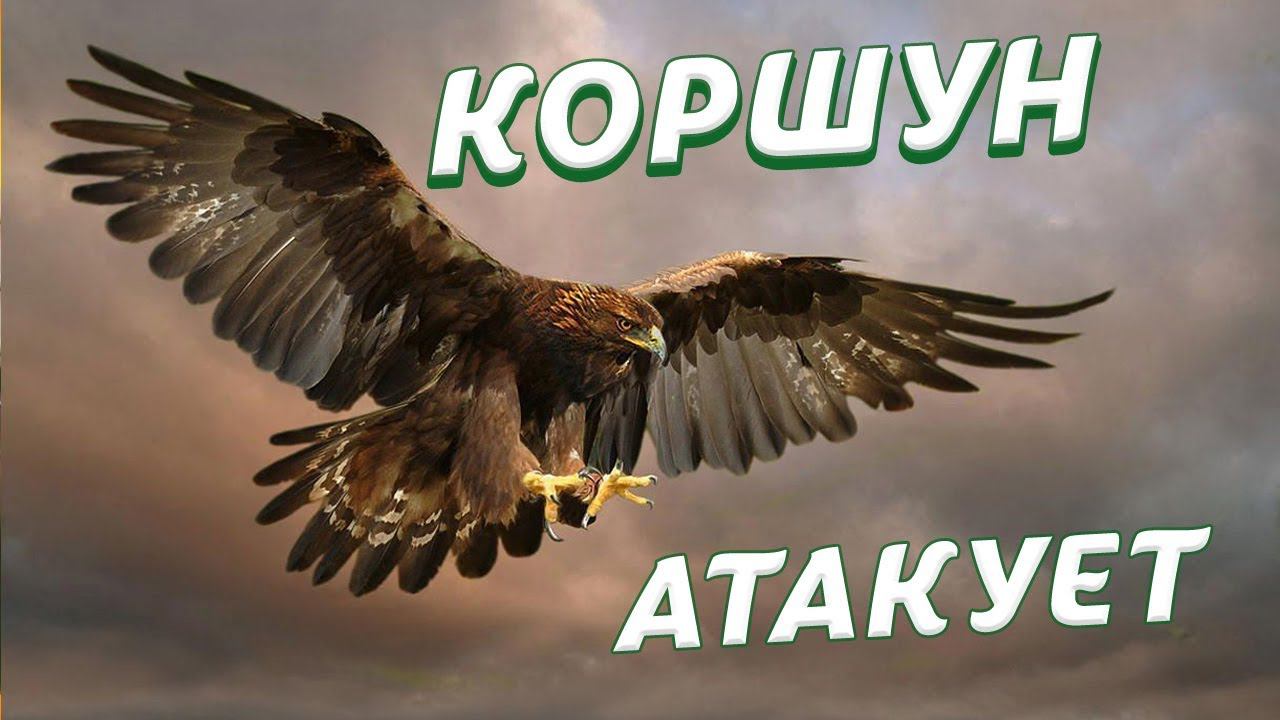 КОРШУН атакует. Город Новоалтайск улица Коммунистическая Анатолия. Video Trawl #006 смотреть онлайн