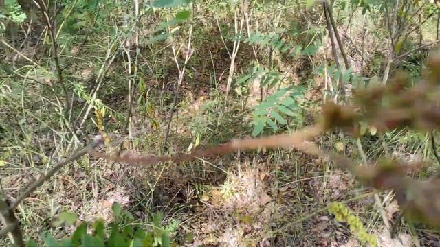 За грибами. Грузди и всякое разное. Грибы 2021. Сентябрь. смотреть онлайн