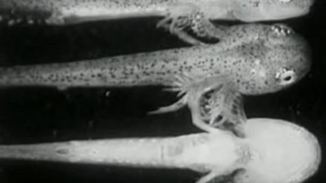 Radulescu - Capricorn's Nostalgic Crickets (Liam Hockley, clarinet) смотреть онлайн