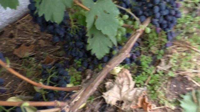 Виноград Беларуси . Юрий Стражев. Часть 2. смотреть онлайн