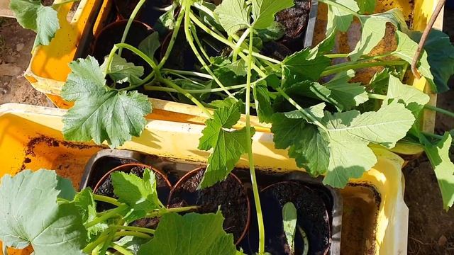Кабачки высажены смотреть онлайн
