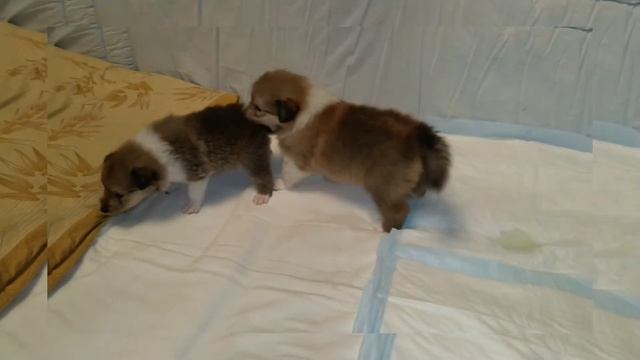 Щенки колли д/ш!!!!! Маленькие карапузы смотреть онлайн