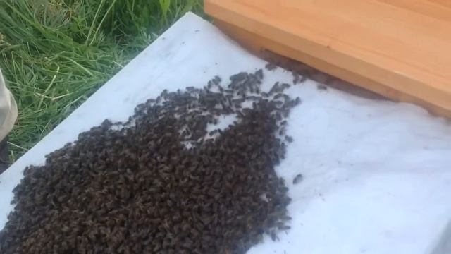 На пасеке. Как сажали рой. 2017 г. Северная пчела. смотреть онлайн