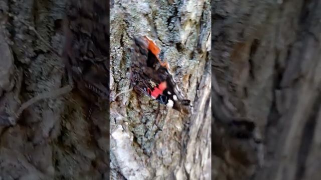 Бабочки Адмиралы у нас в парке. 4 смотреть онлайн