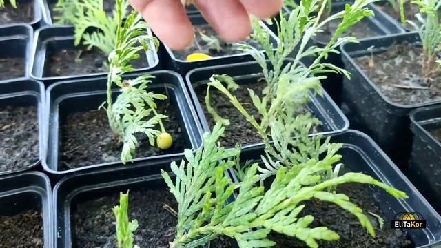 Черенки туи. Пересадка укоренённых черенков туи.Туя в детском саду! смотреть онлайн