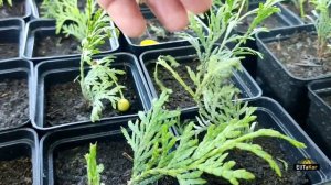 Черенки туи. Пересадка укоренённых черенков туи.Туя в детском саду!