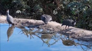 Africam. Guinea fowl - Африка. Цесарка