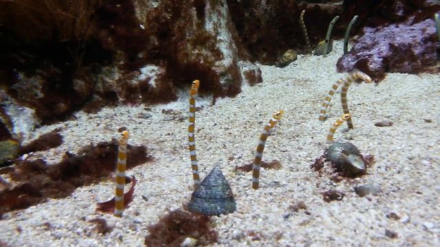 филиппинский угорь