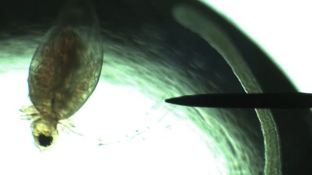 Hydra and the Daphnia Battle смотреть онлайн