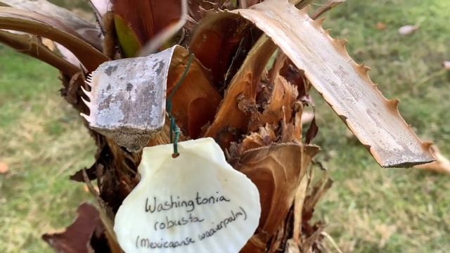 Washingtonia robusta vs filifera : how to see the difference (easy!) смотреть онлайн