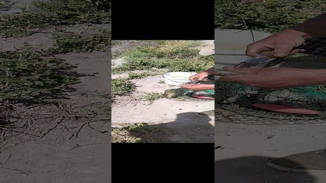 Наловили змей головы