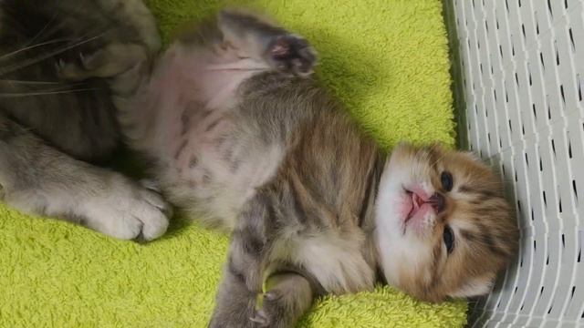 Очень красивый шотландский вислоухий котенок смотреть онлайн