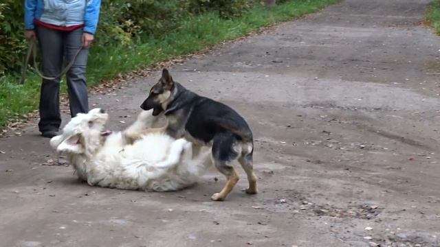 Южно-русская овчарка и восточноевропейская овчарка. Щенки. 3 мес. смотреть онлайн