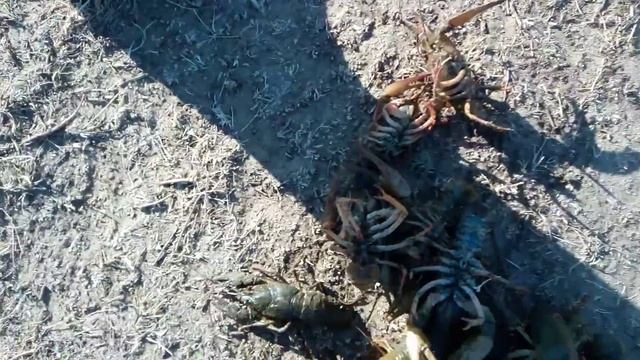 Ловля раков 2020 смотреть онлайн