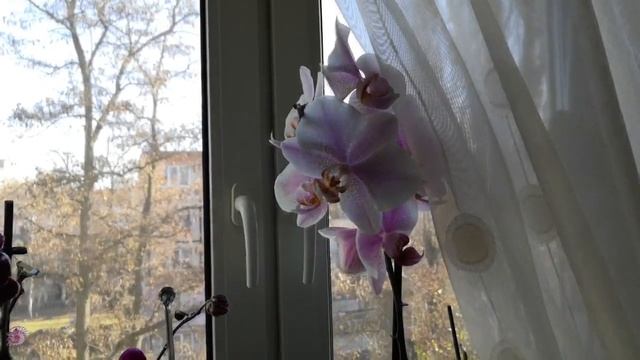 Снова "Формулекс" для Ванды и об опасности)) полива цветущей орхидеи средствами с аминокислотами смотреть онлайн