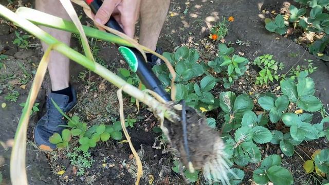 Собираем чеснок среди клубники, так Вы его точно не собирали. Культиватора Торнадо мини мне в помощ смотреть онлайн