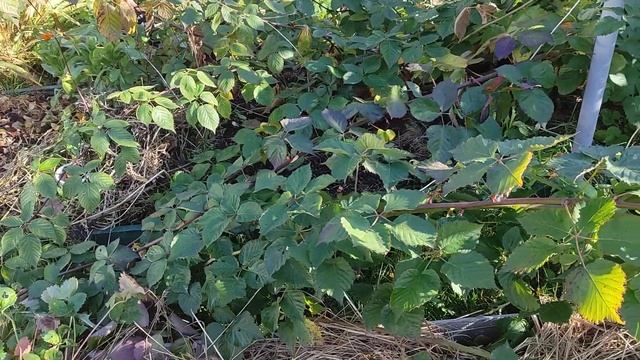 ежевика Тройная Корона пересадка, ошибка в посадке 1 смотреть онлайн