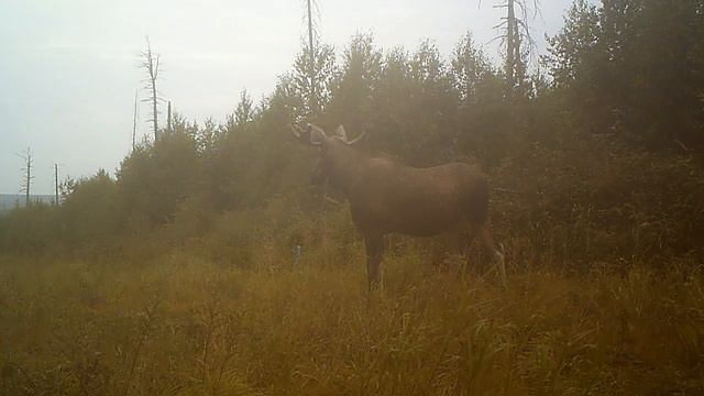 Лось Висимский заповедник 28 07 16 смотреть онлайн