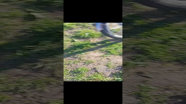 Копчения перепелов
.mp4