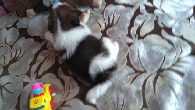 МАЛЬЧИК ШИТЦУ ,окрас трехцветный.продается. смотреть онлайн