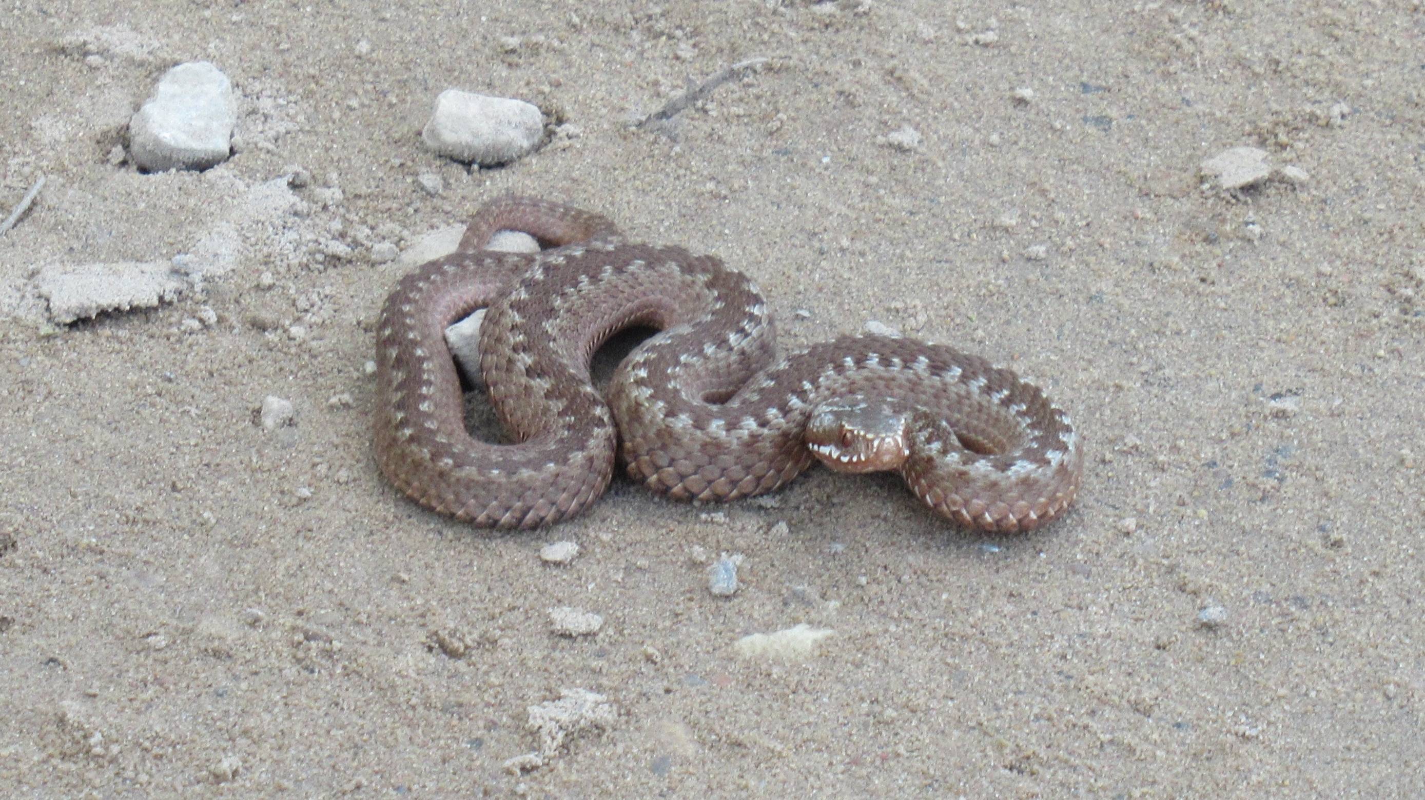 Гадюка обыкновенная смотреть онлайн