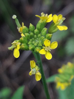 109. Желтушник левкойный - Erysimum cheiranthoides