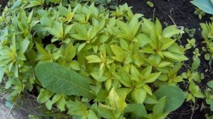 Бальзамин ТОМ ТАМБ. Мой опыт. 2020 и 2021