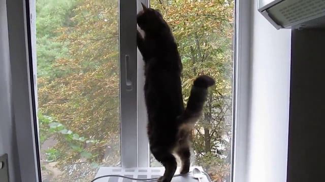 Василий охотится на голубя (Vasiliy Cat Pigeon Hunting)