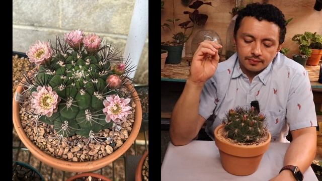 Gymnocalycium Saglionis : Show me the Green episode 11 смотреть онлайн