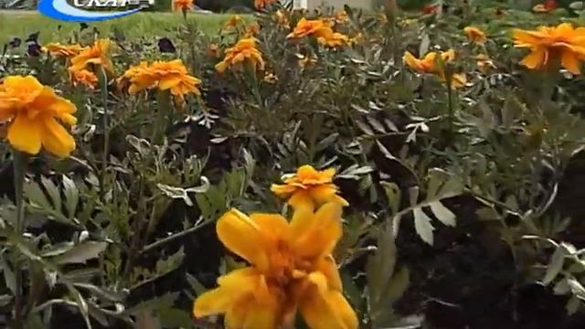 ОДНИ ВЫСАЖИВАЮТ — ДРУГИЕ ВОРУЮТ: С ГОРОДСКИХ КЛУМБ ПРОПАДАЮТ СОРТОВЫЕ ЦВЕТЫ смотреть онлайн