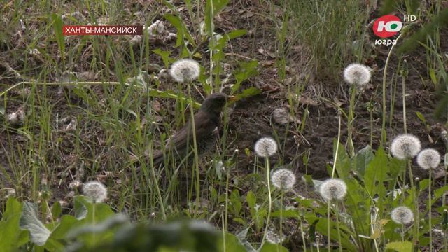 В Югре наблюдается небывалое нашествие бабочек смотреть онлайн