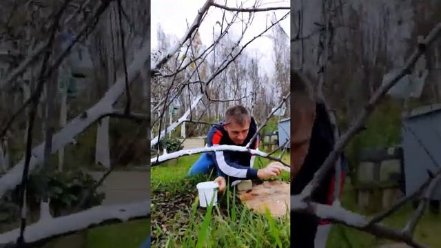 Как белить садовые деревья осенью ?) Показываю как крашу кисточкой) #shorts смотреть онлайн