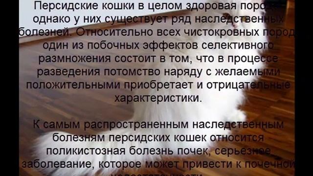 персидская кошка описание породы содержание и уход смотреть онлайн